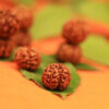 Most Powerful Panchamukhi Rudraksha (5 Face Rudraksha) 1